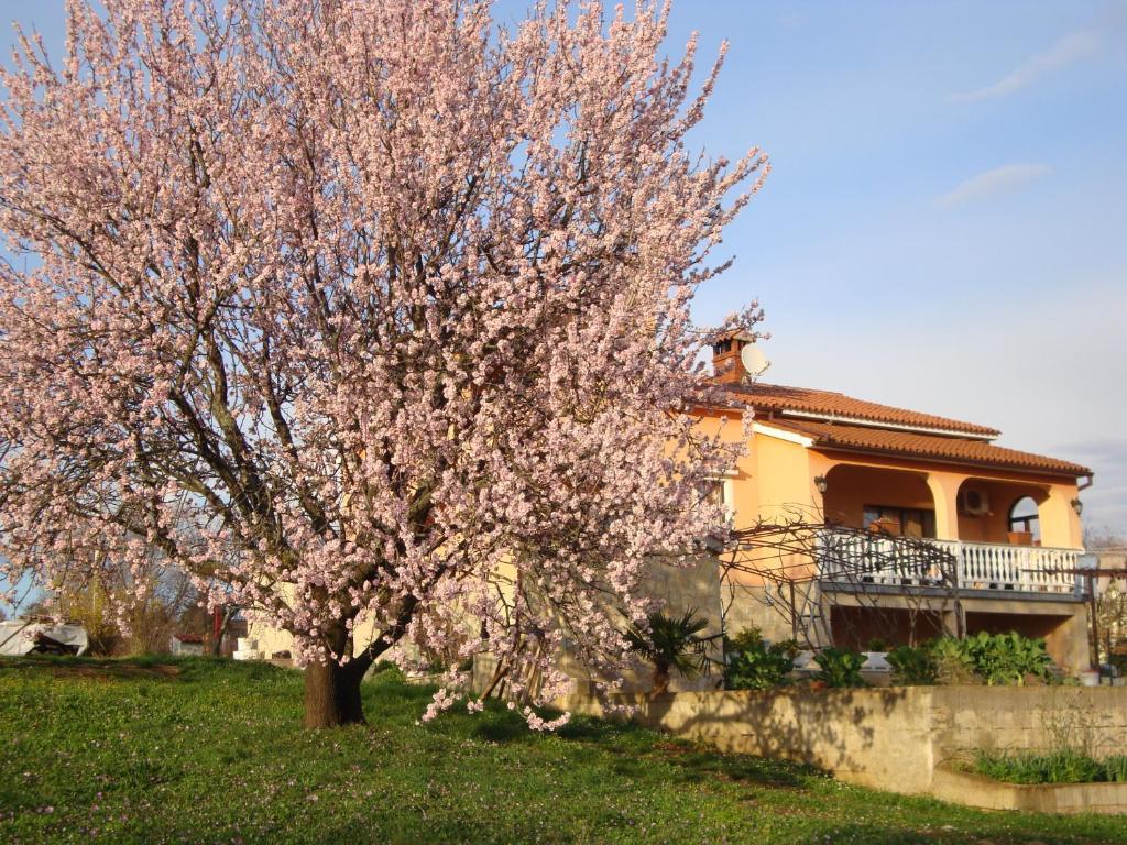 Apartments Alice Green Oasis - Πόρετς Εξωτερικό φωτογραφία
